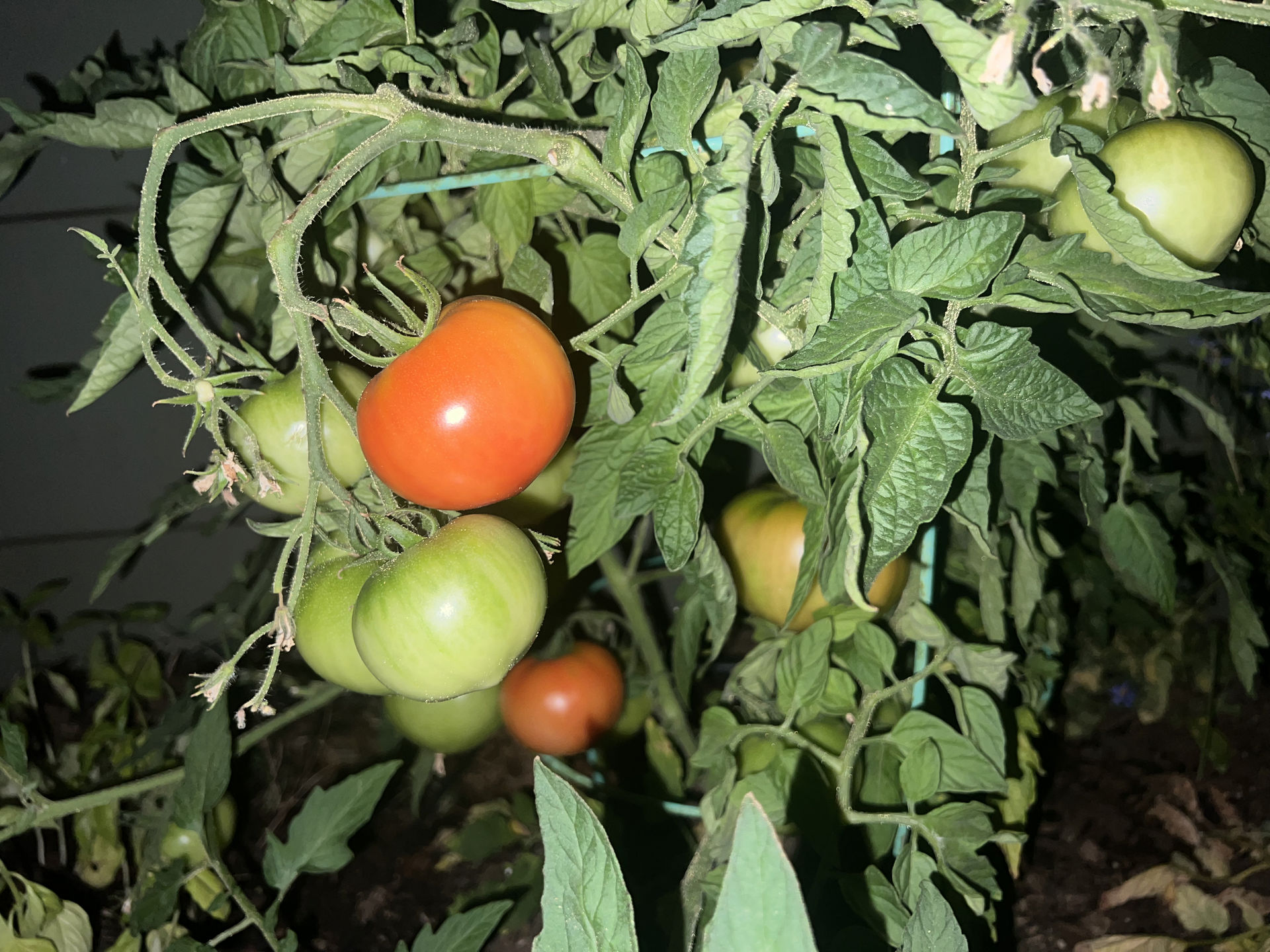 Tomato Harvest